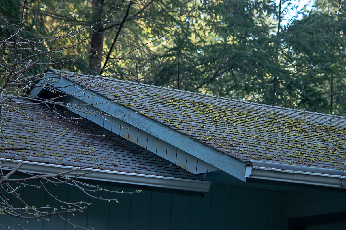 A house roof with blue trim is covered in patches of green moss. 
